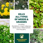 Spruce Weed Killer Refill for Spray Weed & Grass Killer - Image 5